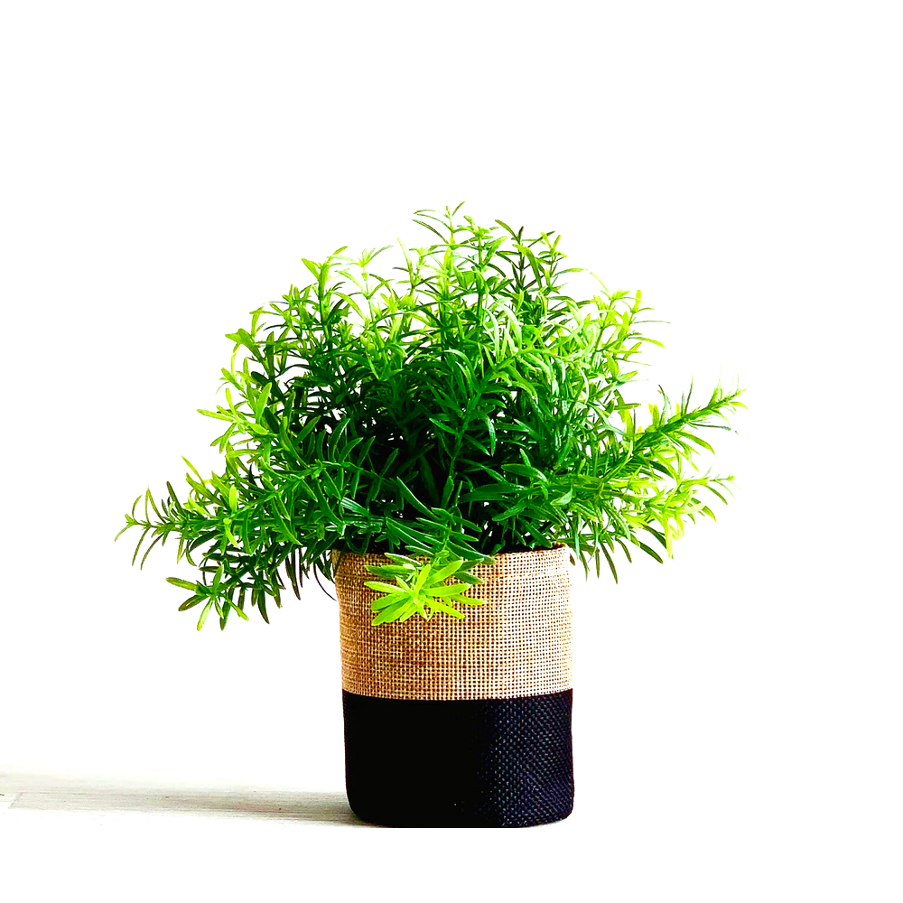 indoor plant secculant